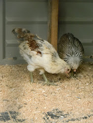 chicken coop shed converted animals endeavors artistic chickens hometalk stopping thanks