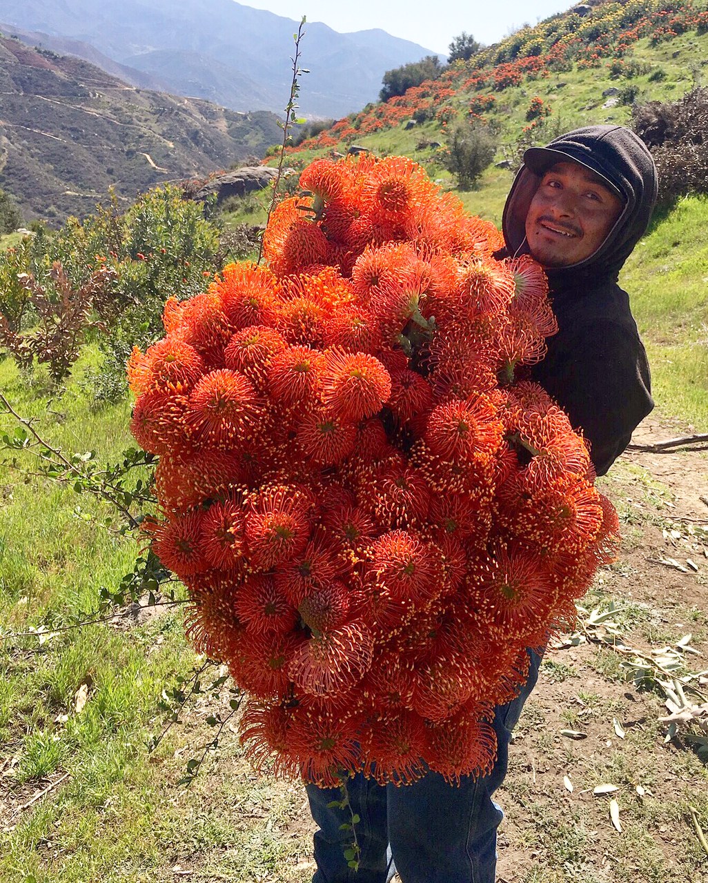 A Passion for Flowers: In the Field: Leucospermum Flame Giant