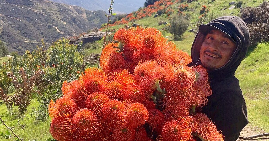 A Passion for Flowers: In the Field: Leucospermum Flame Giant