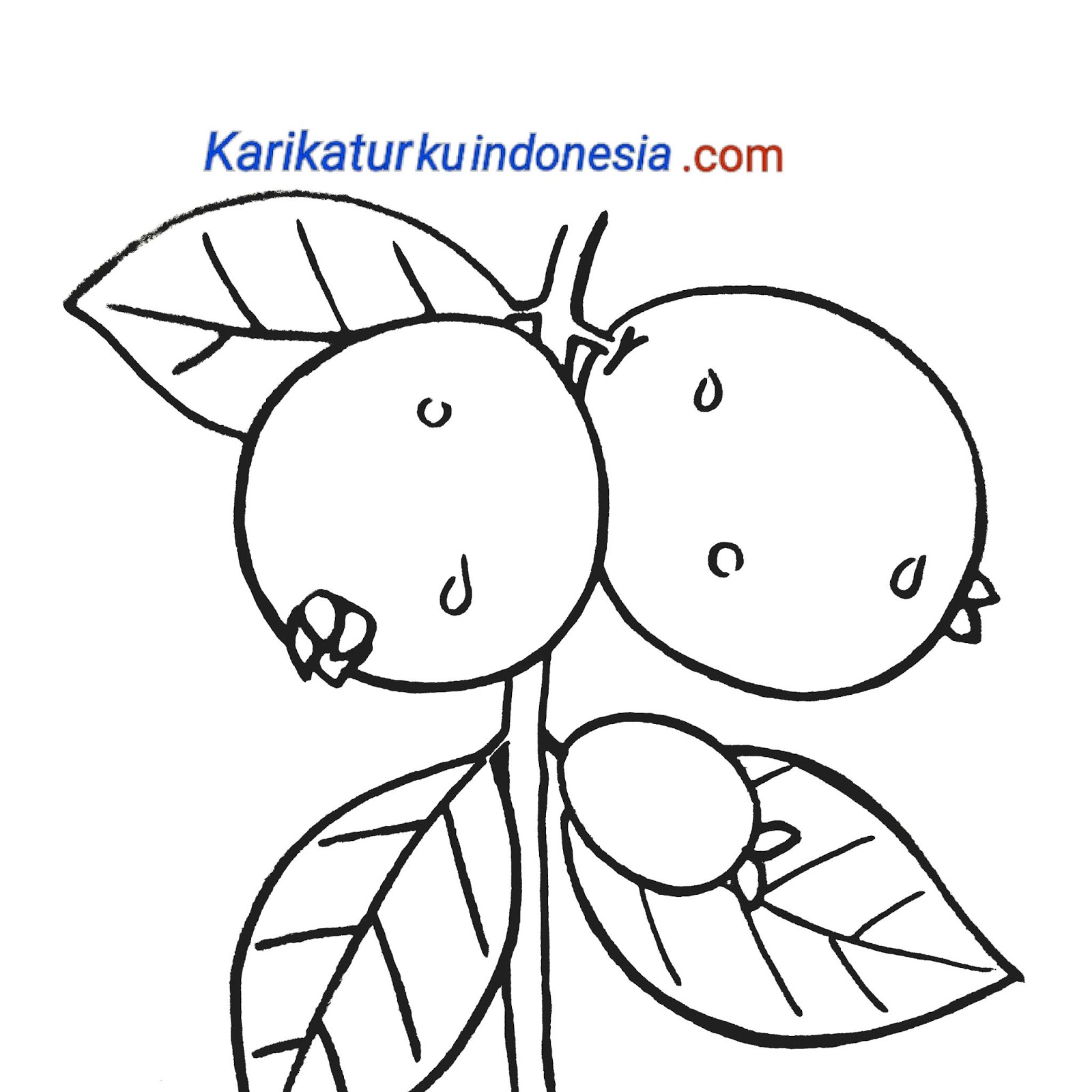 Contoh Gambar Mewarnai Gambar Jambu Biji - KataUcap