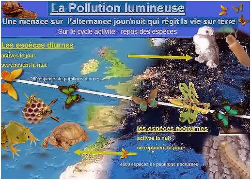 pollution lumineuse, cycle, espéces diurnes, nocturnes