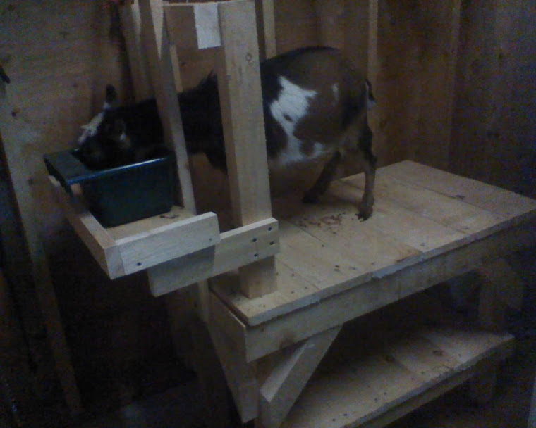 milking stand
