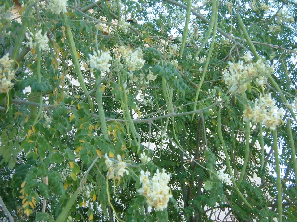Ideal Conditions Required for Growing Drumstick ( Moringa Oleifera