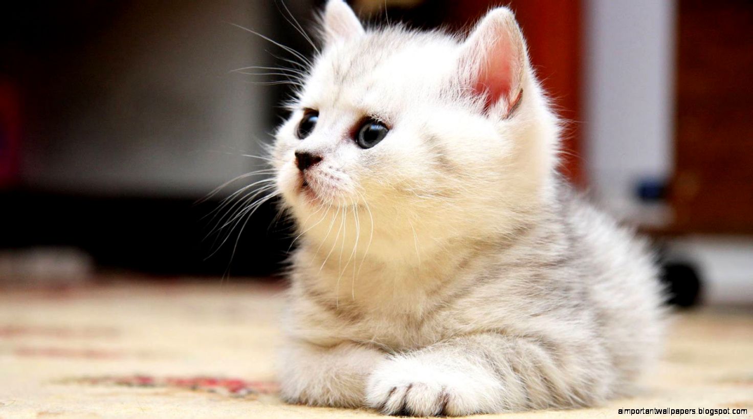 Beautiful Cat Wallpapers HD Pictures  One HD Wallpaper Pictures