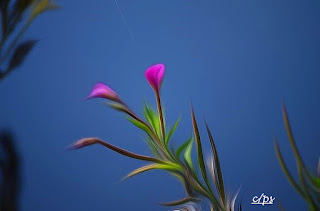 Blumen, flores, Flower, fleurs, květiny, Flores, blomme Fauna, Flora, Tiere, Vögel, Fische, Insekten, Blumen, Bäume, Berge, Meer, Ozean, Natur, Sonne, Mond, animals, birds, fish, insects, flowers, trees, mountains