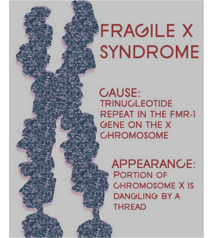 Molecular Anthropology Fragile X and mRNA Editing