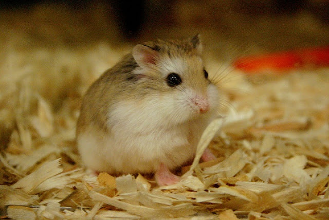 Cẩm nang cách nuôi Chuột Cảnh cho người yêu Hamster