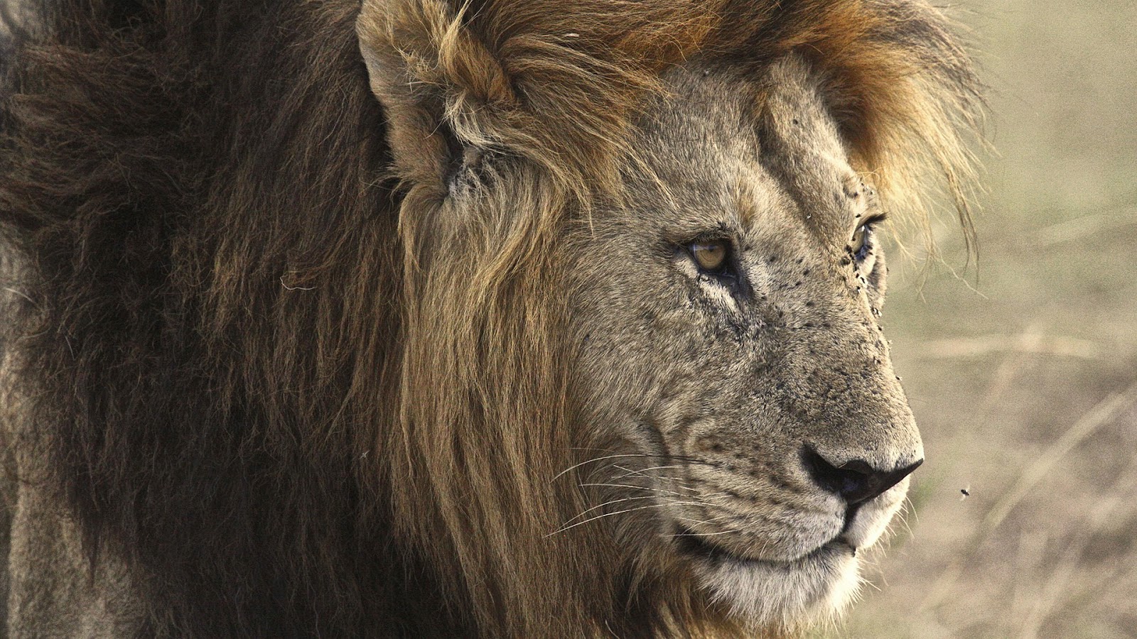 صور أسد , اجمل صور الاسد ملك الغابة Photos Lion