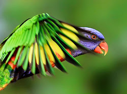 rainbow lorikeet birds bird exotic mylett vanessa flying australian parrot lorikeets beauty photograph parrots australia