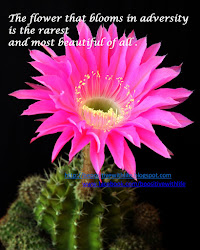 flower quotes positive flowers cactus blooms growing teaching adversity quotesgram