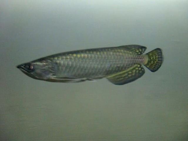 Gambar Ikan Arwana Irian