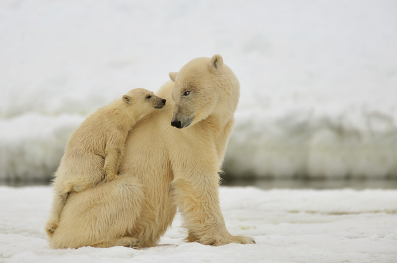 Смешные полярные медведи (15 фото)