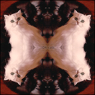 Art%2BCat%2BGIF%2B%25E2%2580%25A2%2BDramatic%2BChinchilla%2Bcat%2Bis%2Bdramatic%2Bin%2Bhis%2Bkaleidoscope.gif