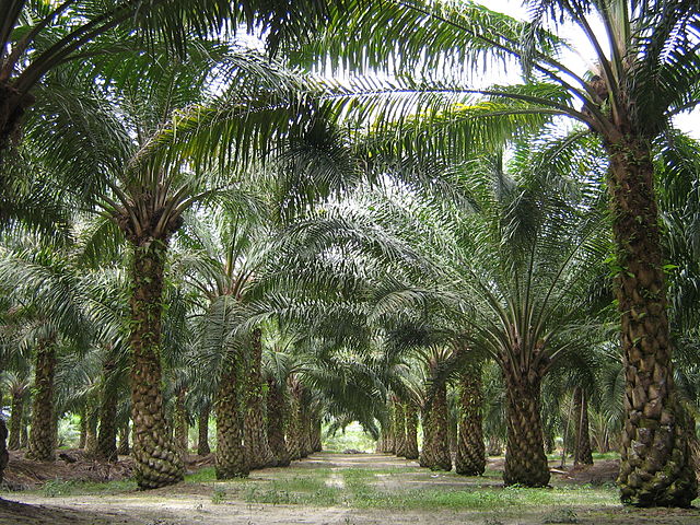 palma de aceite