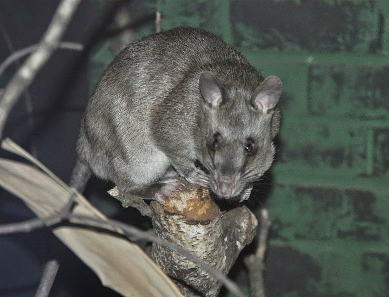 ZOOTOGRAFIANDO (MI COLECCIÓN DE FOTOS DE ANIMALES): RATA GIGANTE DE ...