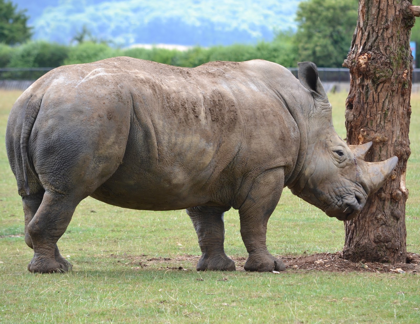 Ginx Craft : Going to the Zoo, Zoo, Zoo