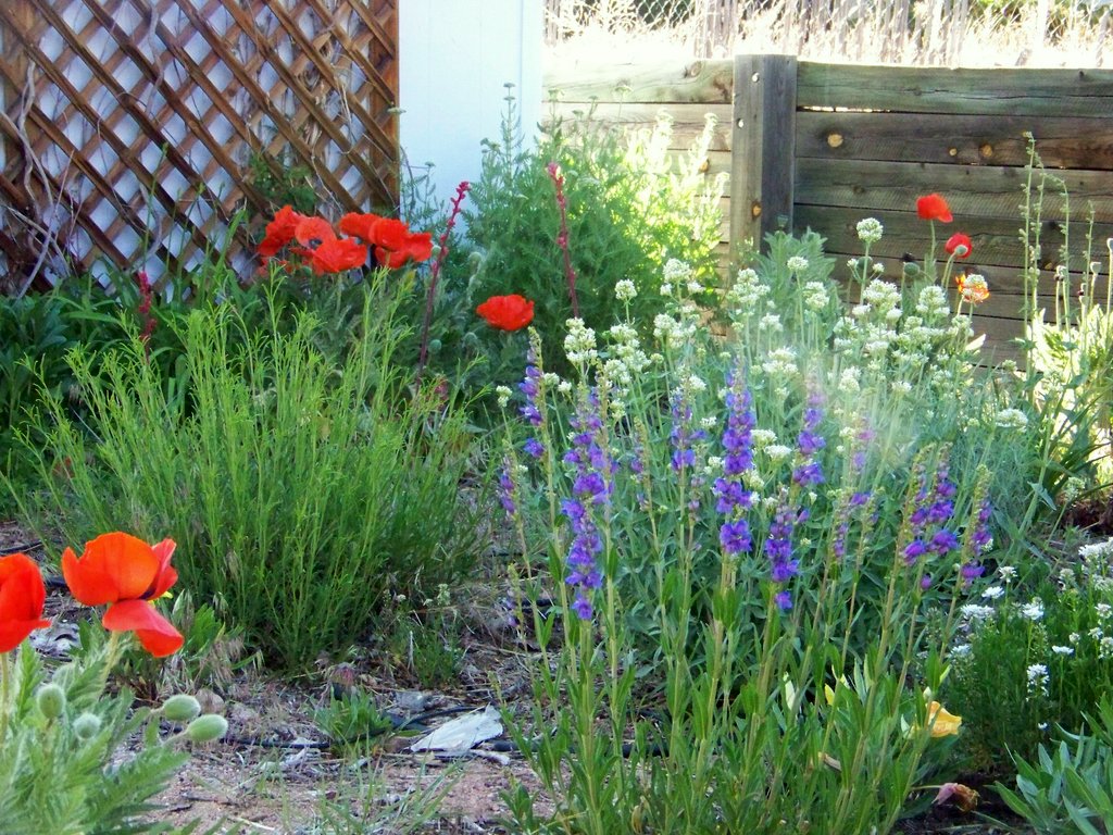 Girl Sprout NM: Poppy Fever