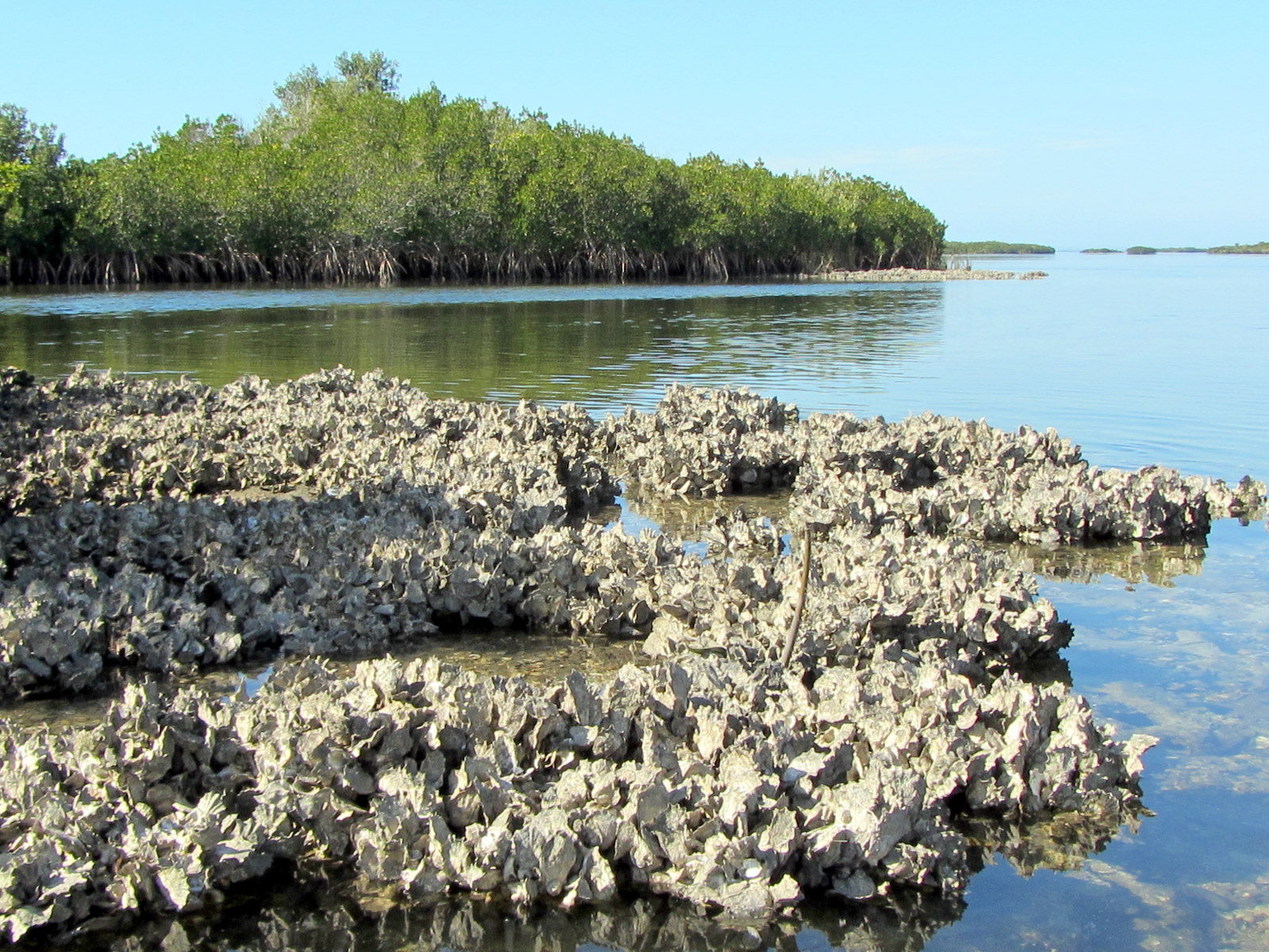 Moeller Travels Florida, Crystal River Jan 2 9
