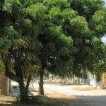 المجموعة العربية للتنمية الاقتصادية والاستثمار للبيع اوراق شجرة
