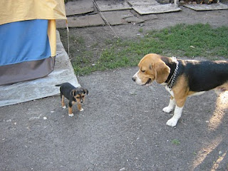 beagle