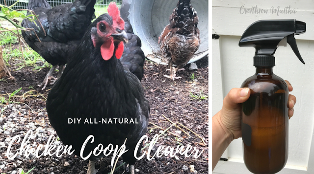 DIY All Natural Chicken Coop Cleaner with Garlic, Neem Oil and Essential Oils. 