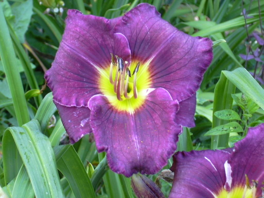 Ambrosia Flowers Flowers