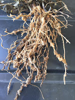 Roots covered with irregular shaped galls