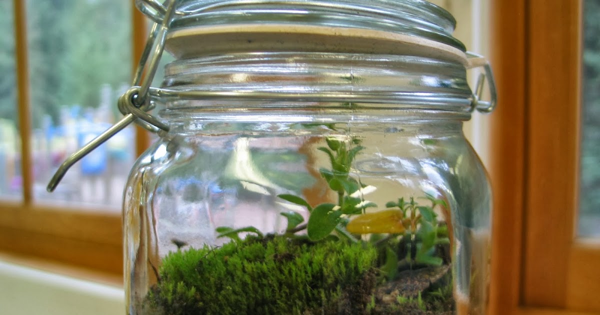 Learning in Place: Building a terrarium to learn about the water cycle