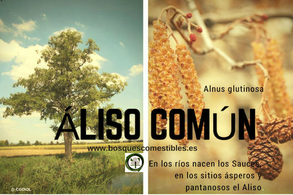 El Áliso común, Alnus glutinosa, es un árbol que puede llegar a 30 m. de altura