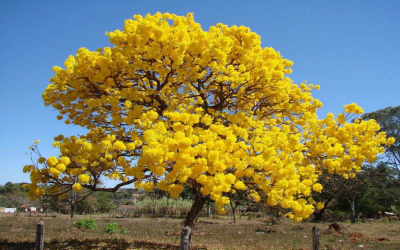 Símbolo Natural Araguaney Símbolo Natural Araguaney