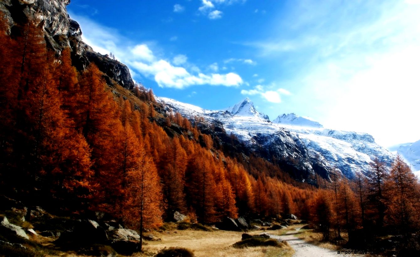 Rusty Tag wallpapers Rusty Tree Autumn Forest Leaf Nature Free