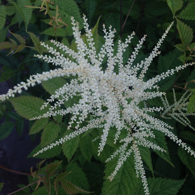 aruncus sylvestris