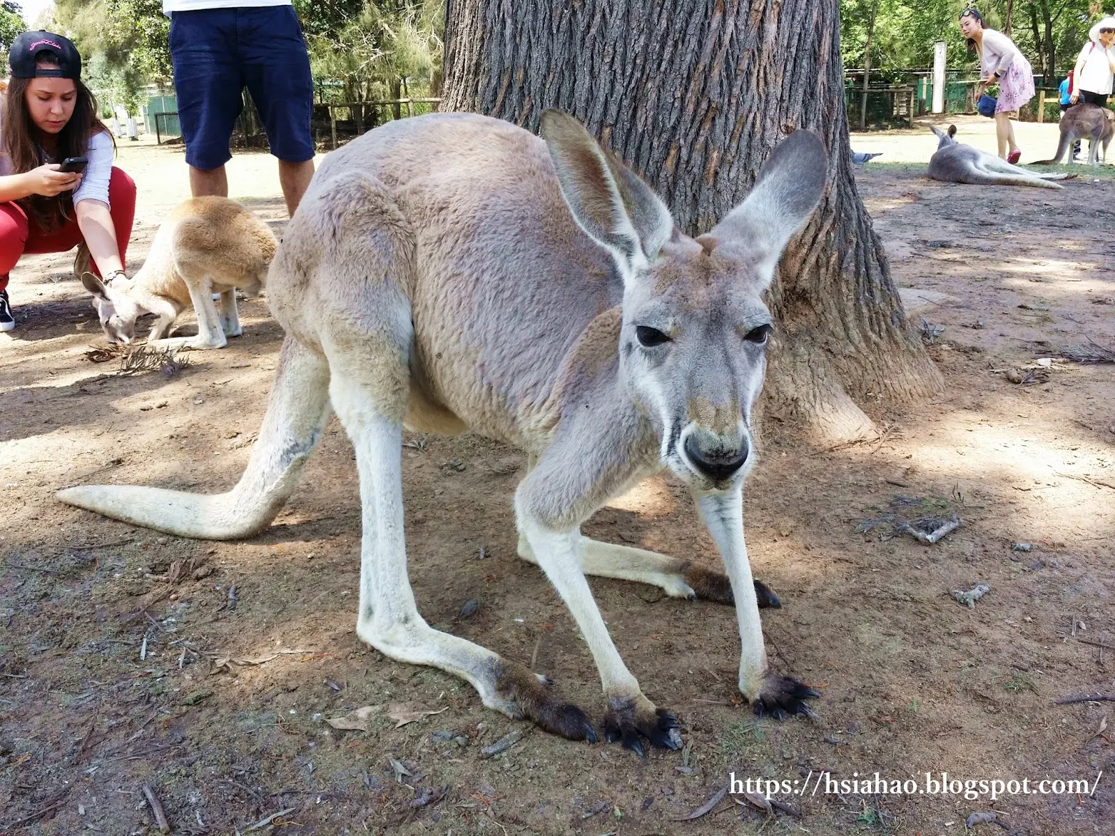 布里斯本-龍柏動物園-門票-龍柏動物園活動-無尾熊-袋鼠-行程-龍柏動物園遊記-Lone-Pine-Koala-Sanctuary-Brisbane