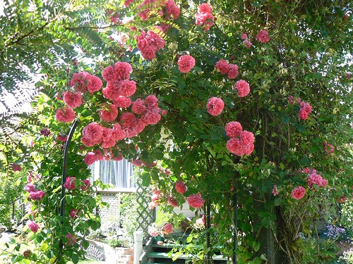 Sarmaşık gülü (rosa rampicanti) Sarılıcı ve Tırmanıcı bitkiler - Sarmaşık Türleri