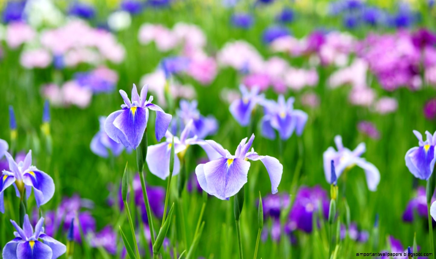 Iris Free Desktop 8 HD Wallpapers