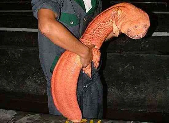 chinese-giant-salamander-السلمندر الصيني العملاق
