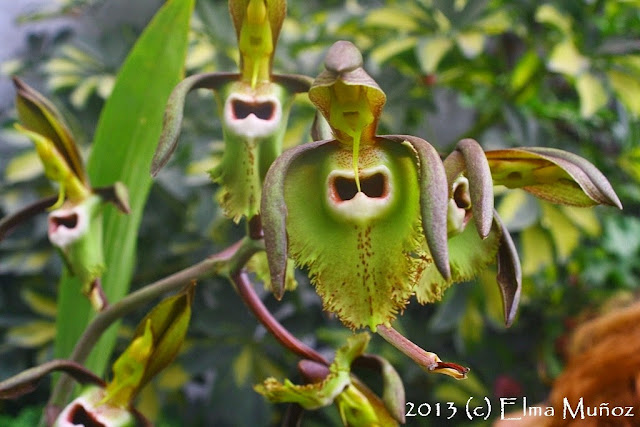 Catasetum incurvum. Fotografia de orquidea peruana