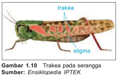 Materi Pembelajaran Ipa Kelas 5 Sistem Pernapasan Pada Hewan Mashenry Com