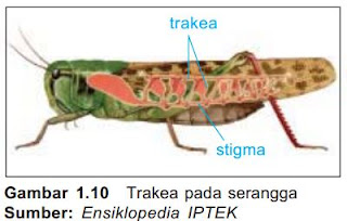 31+ Koleksi Kekinian Sebutkan Tiga Contoh Hewan Air Yang Bernapas
