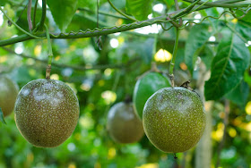 passion fruit farming in Kenya
