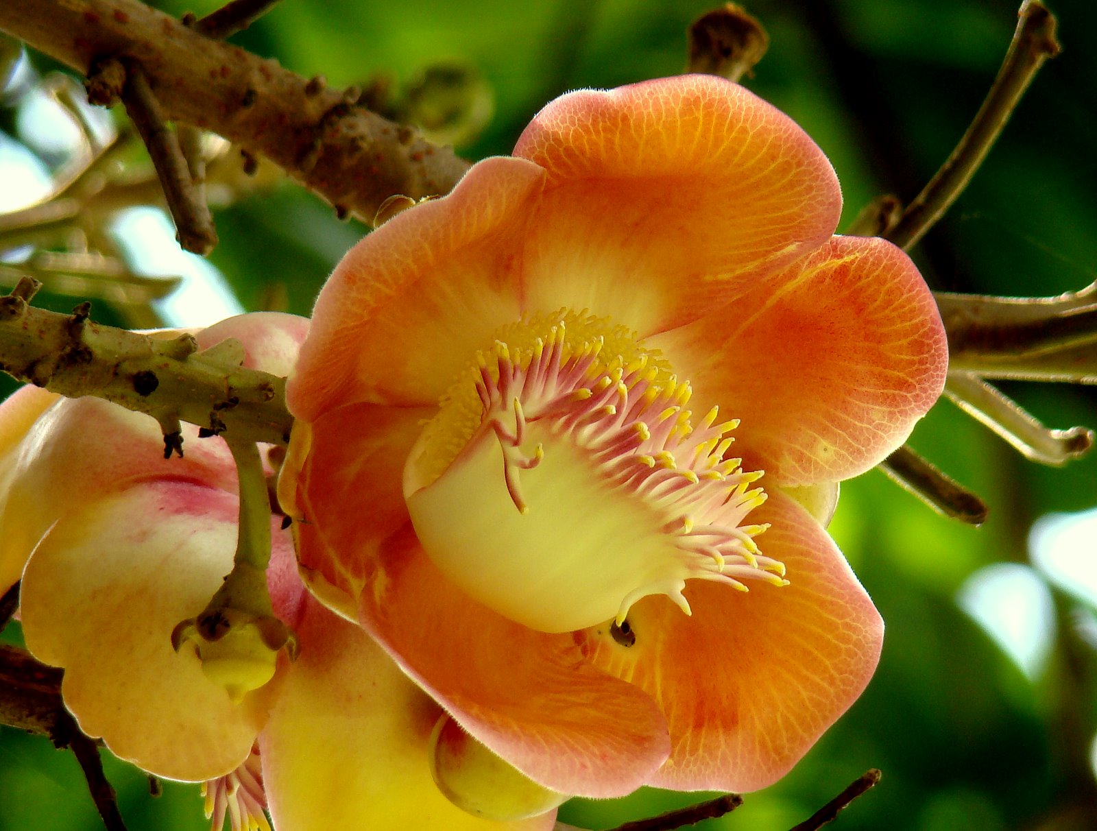DiscoverSriLanka SRI LANKA FLOWERS [ CANNONBALL TREE ]