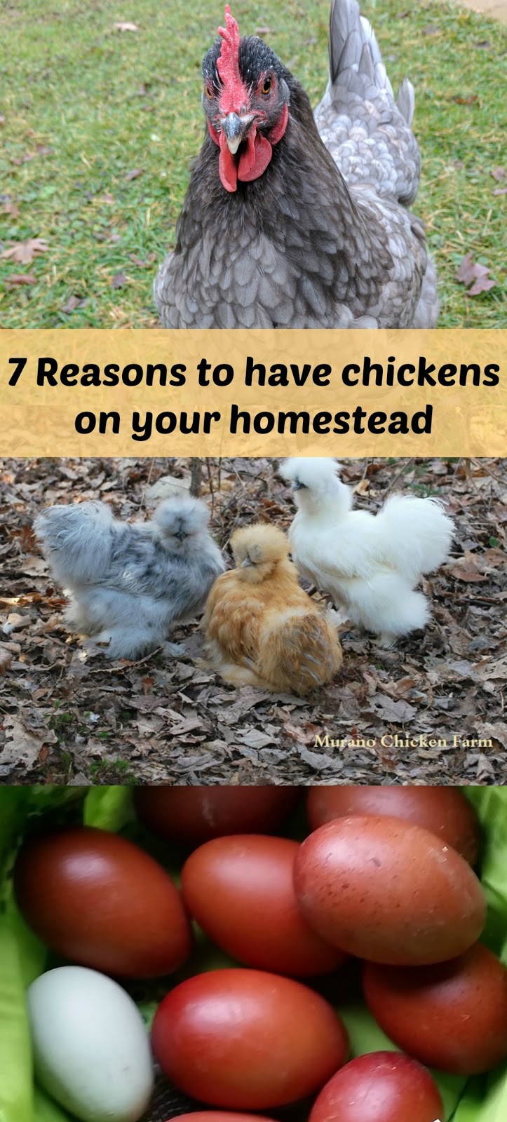 7 reasons to raise chickens on your homestead Murano Chicken Farm