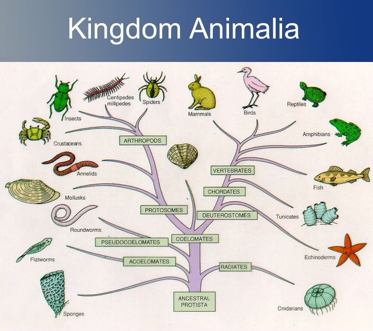Contoh Hewan Kingdom Animalia - Contoh AJa