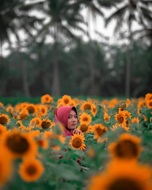 taman wedari kebun bunga matahari