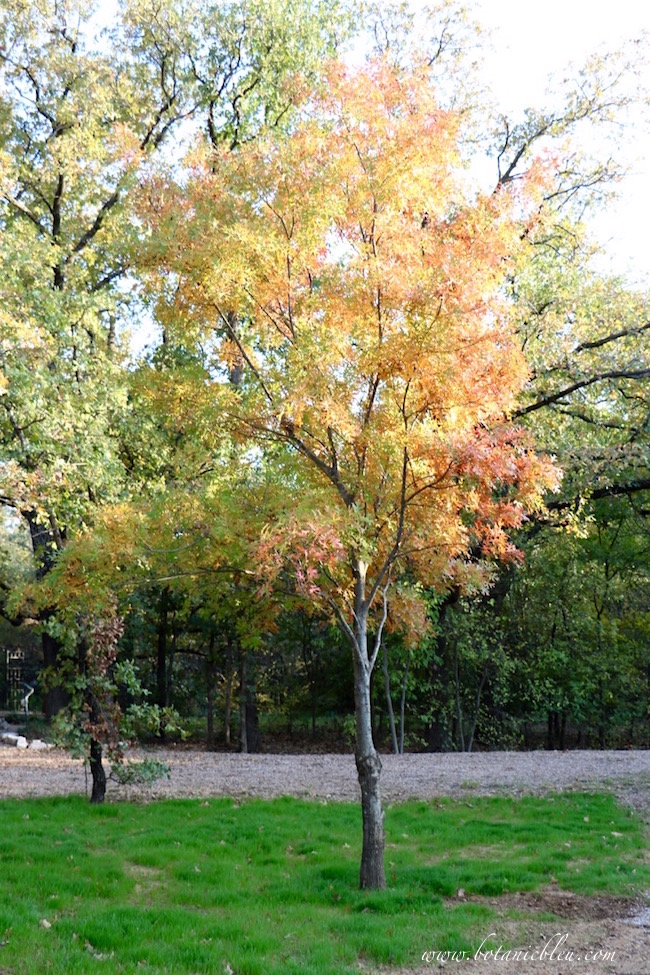 red-oak-fall-color-yellow-red-foliage