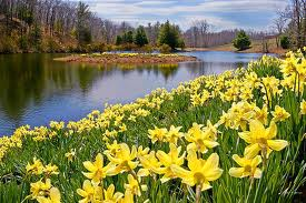 A host of golden daffodils - Wordsworth