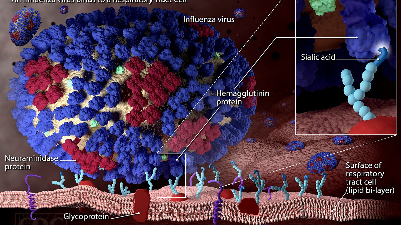 How Does Influenza Affect The Body Body Choices