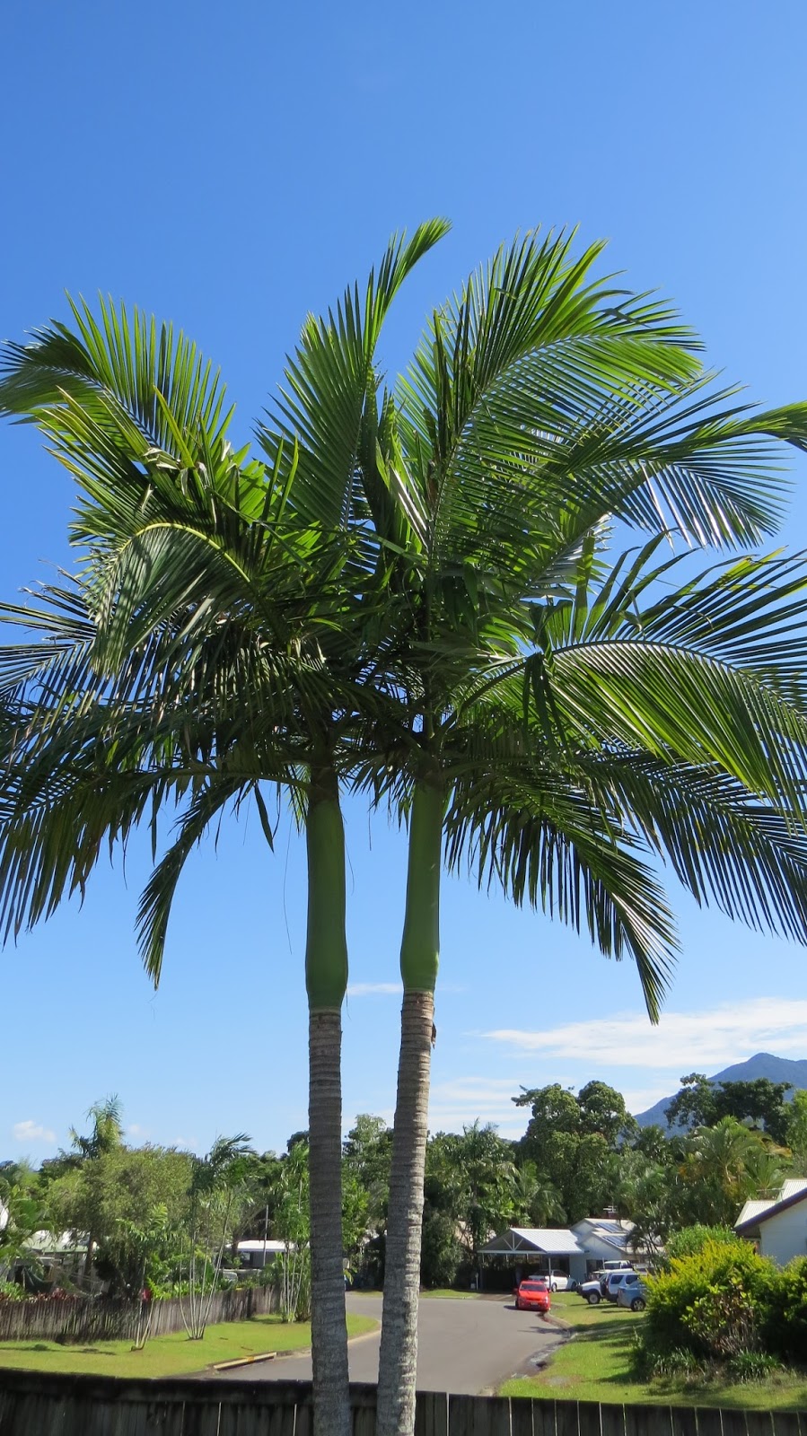 Creating my way to Success Tropical Palm Christmas Tree