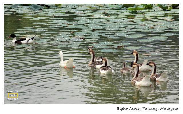 Eight Acres Resort, Raub, Pahang, Malaysia | www.rambleandwander.com