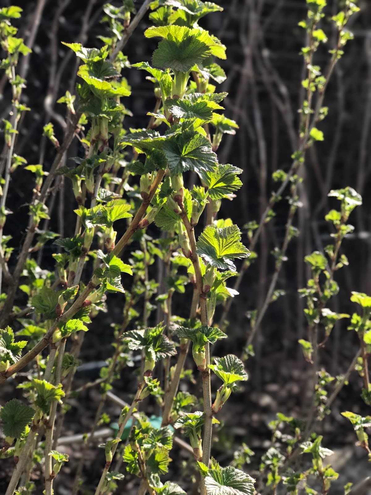 L Age Bleu Rosenpark Reconquista Rosenpark Ii